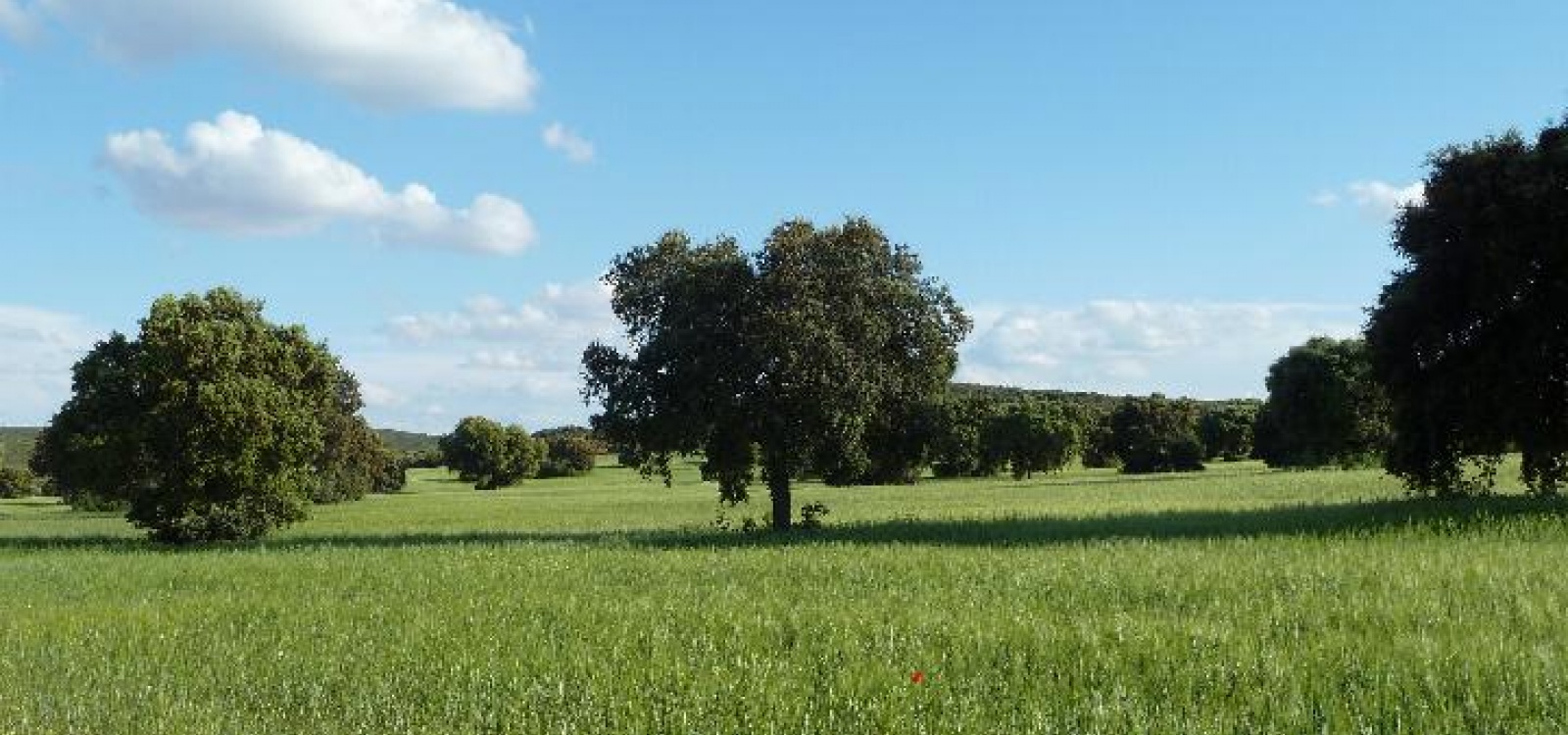 Ciudad real,Espagne,Villa,1011 Ciudad real,Espagne,Villa,1011